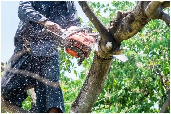 tree services Barceloneta